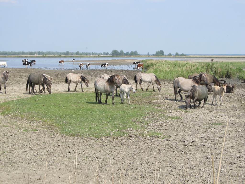 konikpaarden Nationaal Park Lauwersmeer