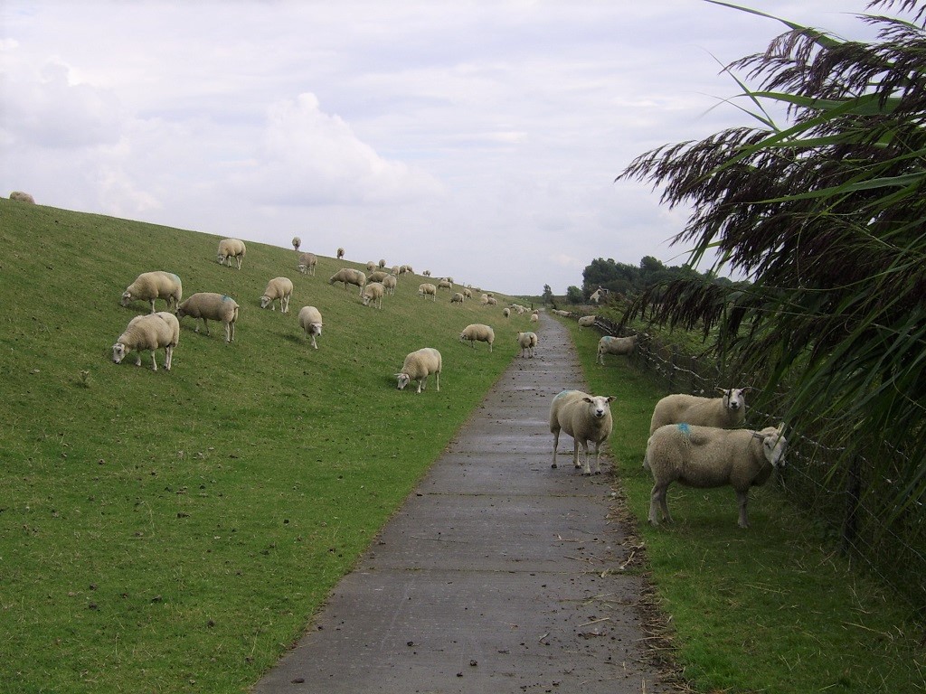 schapen op het fietspad van de waddijk