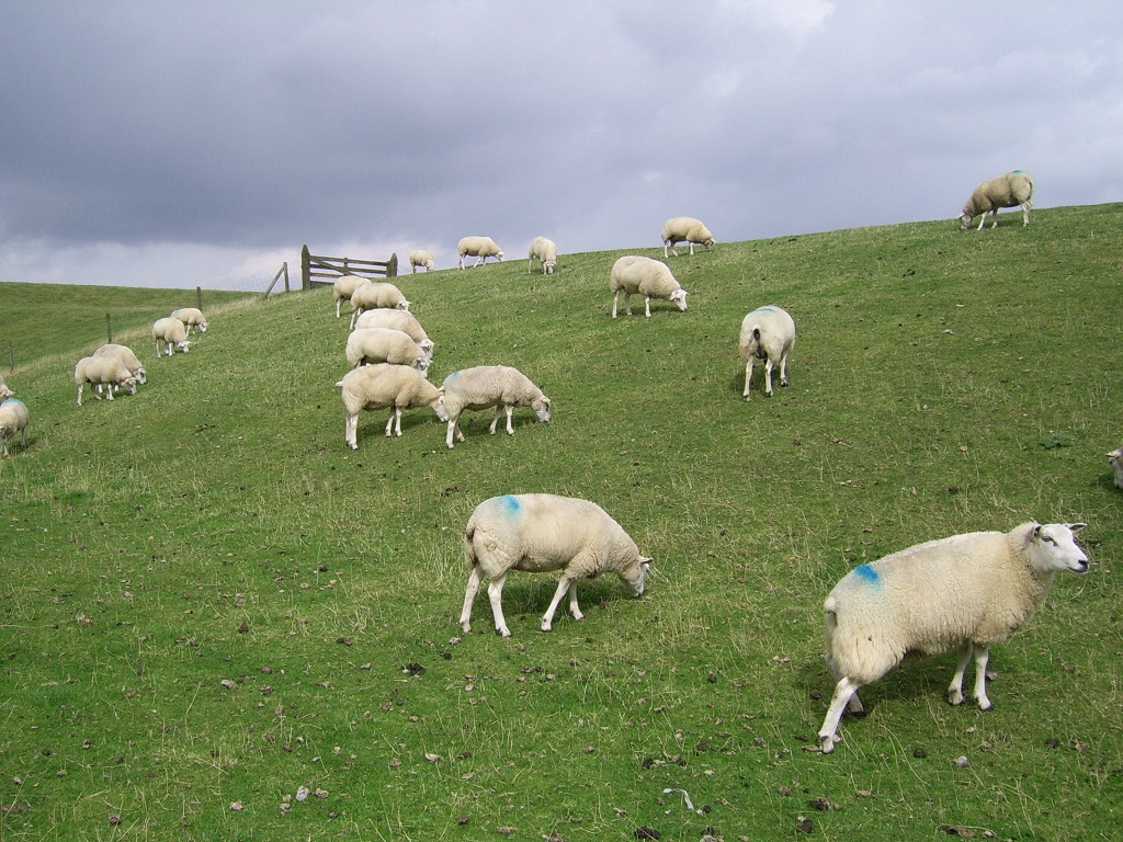 sheeps on the wad dike
