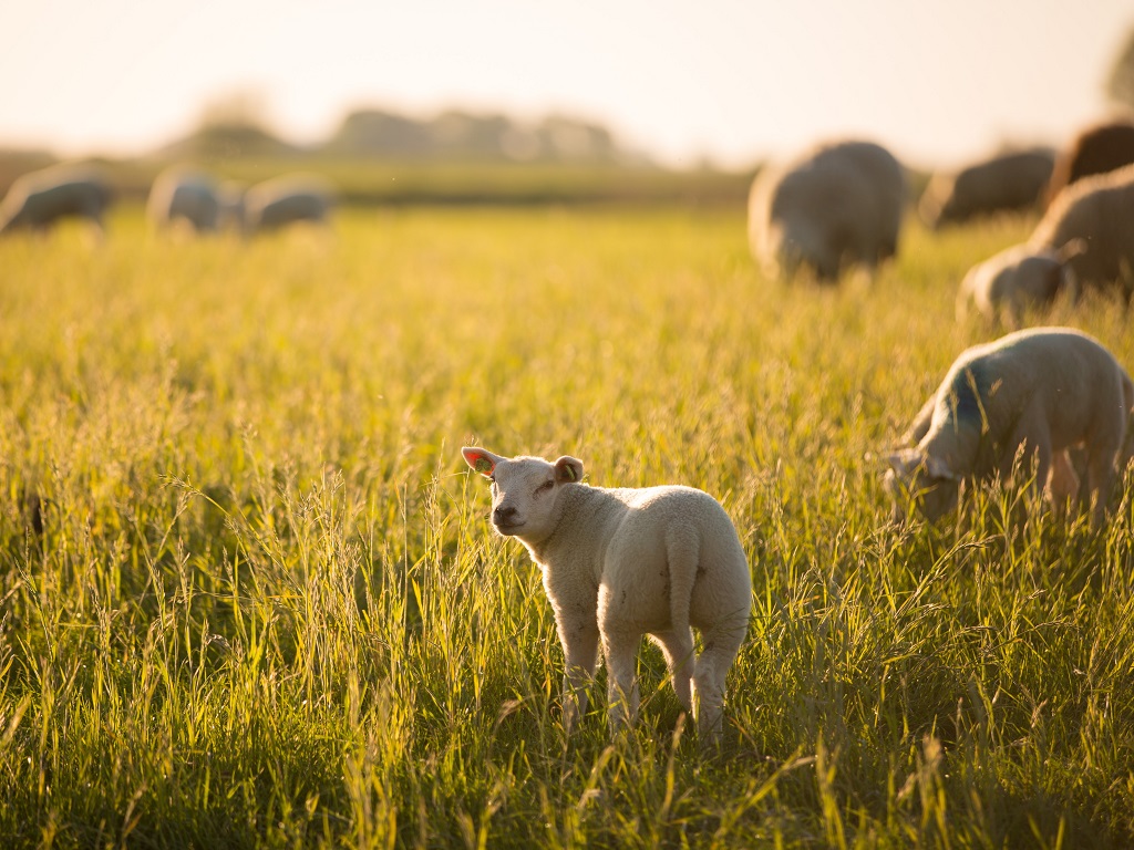 lambs in the fields