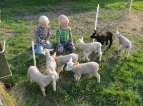 lambs camping Friesland Netherlands