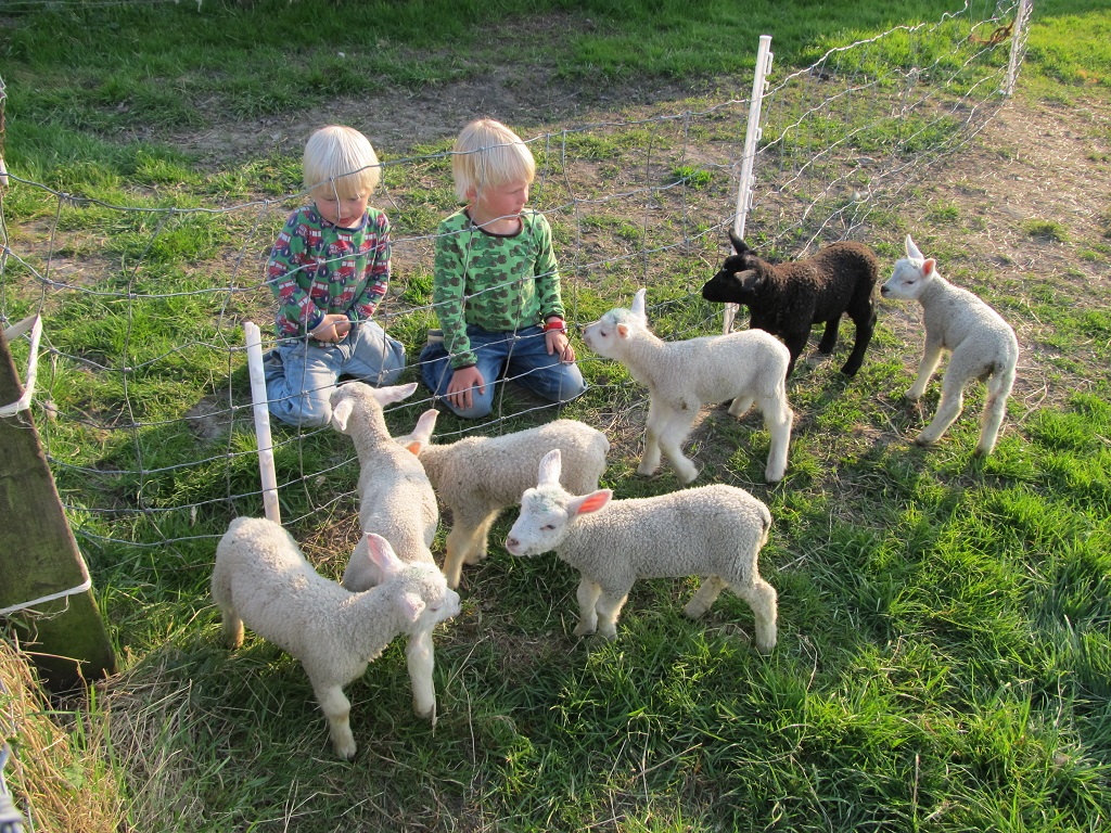lambs of our neighbours