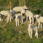 Lammetjes natuurcamping Friesland
