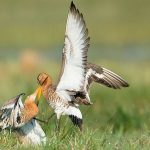 Grutto camping it Dreamlân Lauwersmeer Friesland