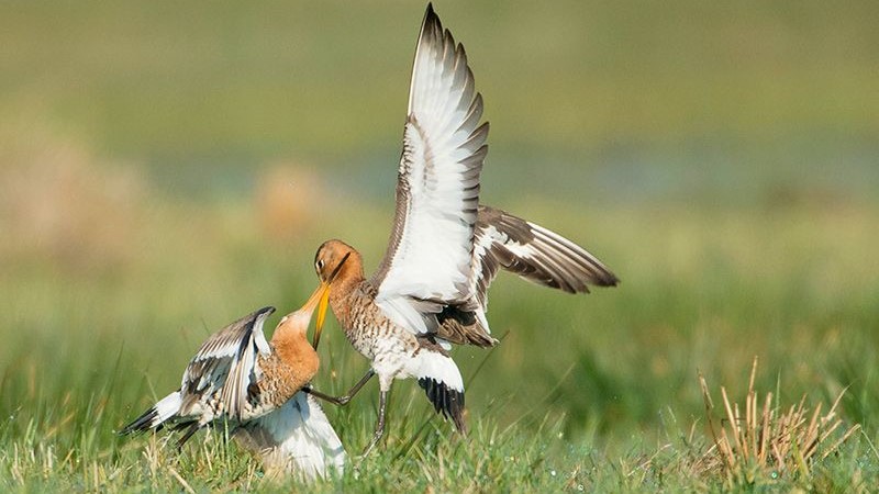 Grutto camping it Dreamlân Lauwersmeer Friesland