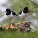Scholeksters camping Friesland Lauwersmeer